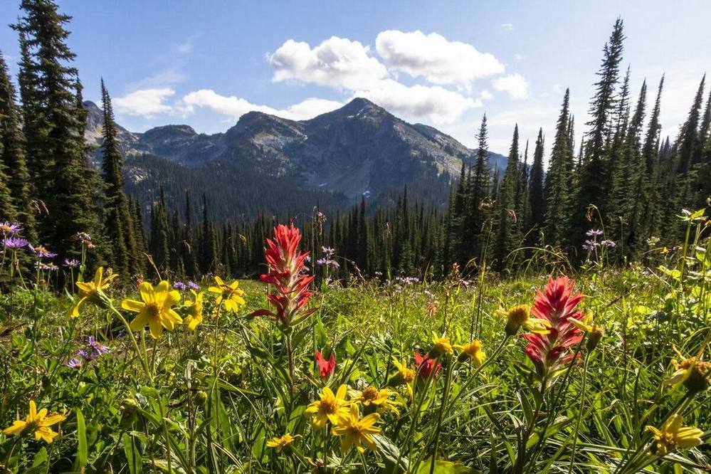 Les prés alpins en fleurs du parc national du Mont Revelstoke, le long de la promenade Meadows in the Sky